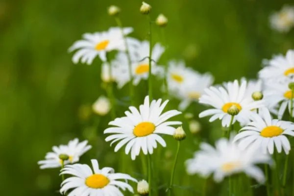 小皱菊的花语和寓意