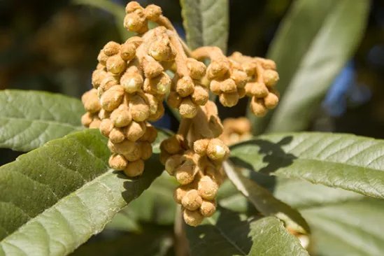 枇杷膏怎么熬制