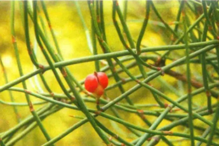 麻黄什么样子图片