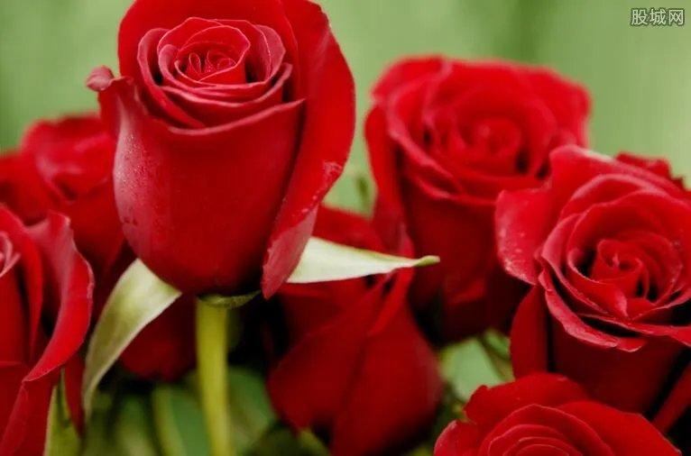 情人节送多少朵玫瑰 2018情人节玫瑰花多少钱一朵