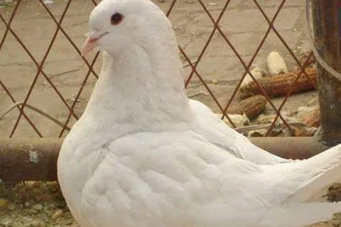 养殖什么赚钱？