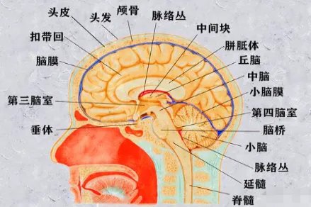 脑部组织结构图