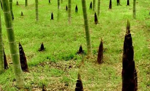 雨后春笋造句，用雨后春笋怎么造句