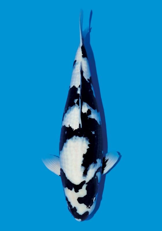 锦鲤鱼怎么养？