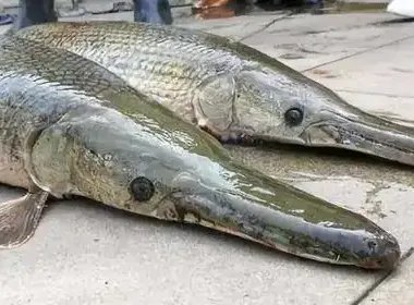 鳄雀鳝竟藏身寺庙放生池，长1.2米，重50斤，它是如何来到这里的？