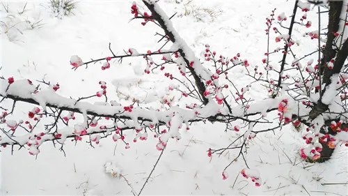 花中四君子指什么 花中四君子是哪四种