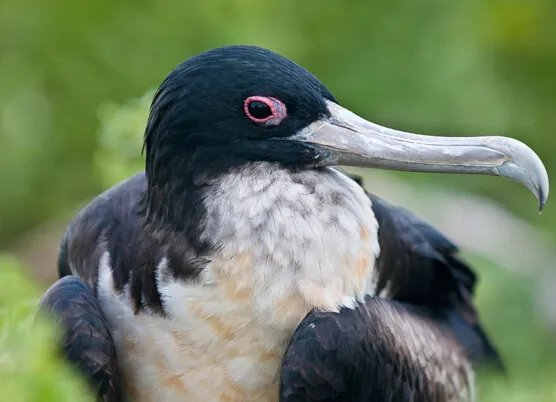 世界上飞得最快的鸟,飞行冠军“军舰鸟”(418公里/小时)