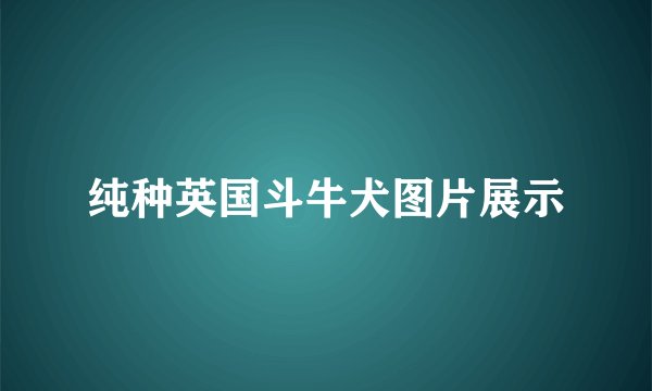 纯种英国斗牛犬图片展示