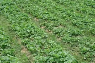 种药材回收骗人吗