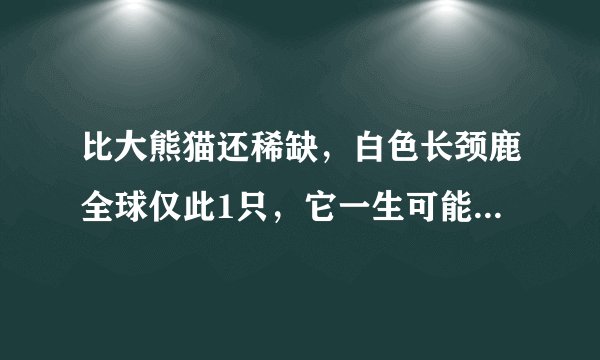比大熊猫还稀缺，白色长颈鹿全球仅此1只，它一生可能都存在变数