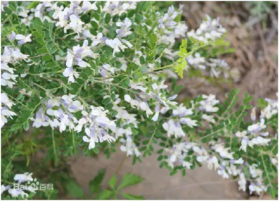 来高手回答这是什么树？叫什么名字，土话叫连针籽籽，地里面村里面到处都可见到的