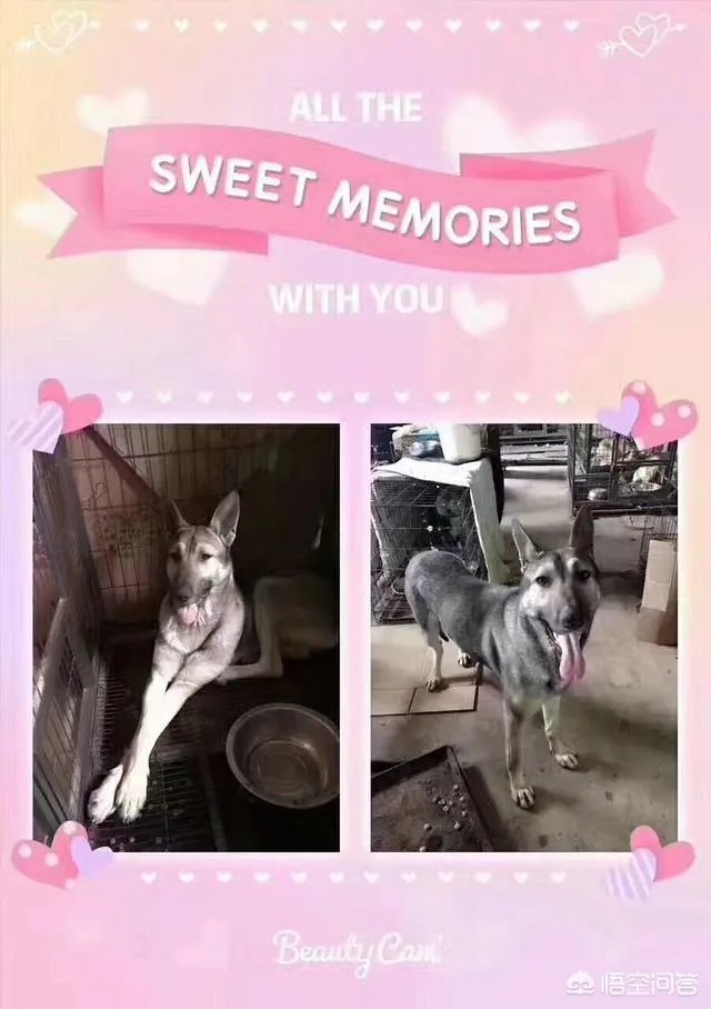 保定一老人卖房救助流浪狗，救助站不慎失火，为抢救狗狗烧伤半边脸，这个事你怎么看？