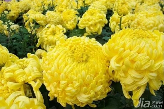 菊花代表什么 菊花的象征意义是什么