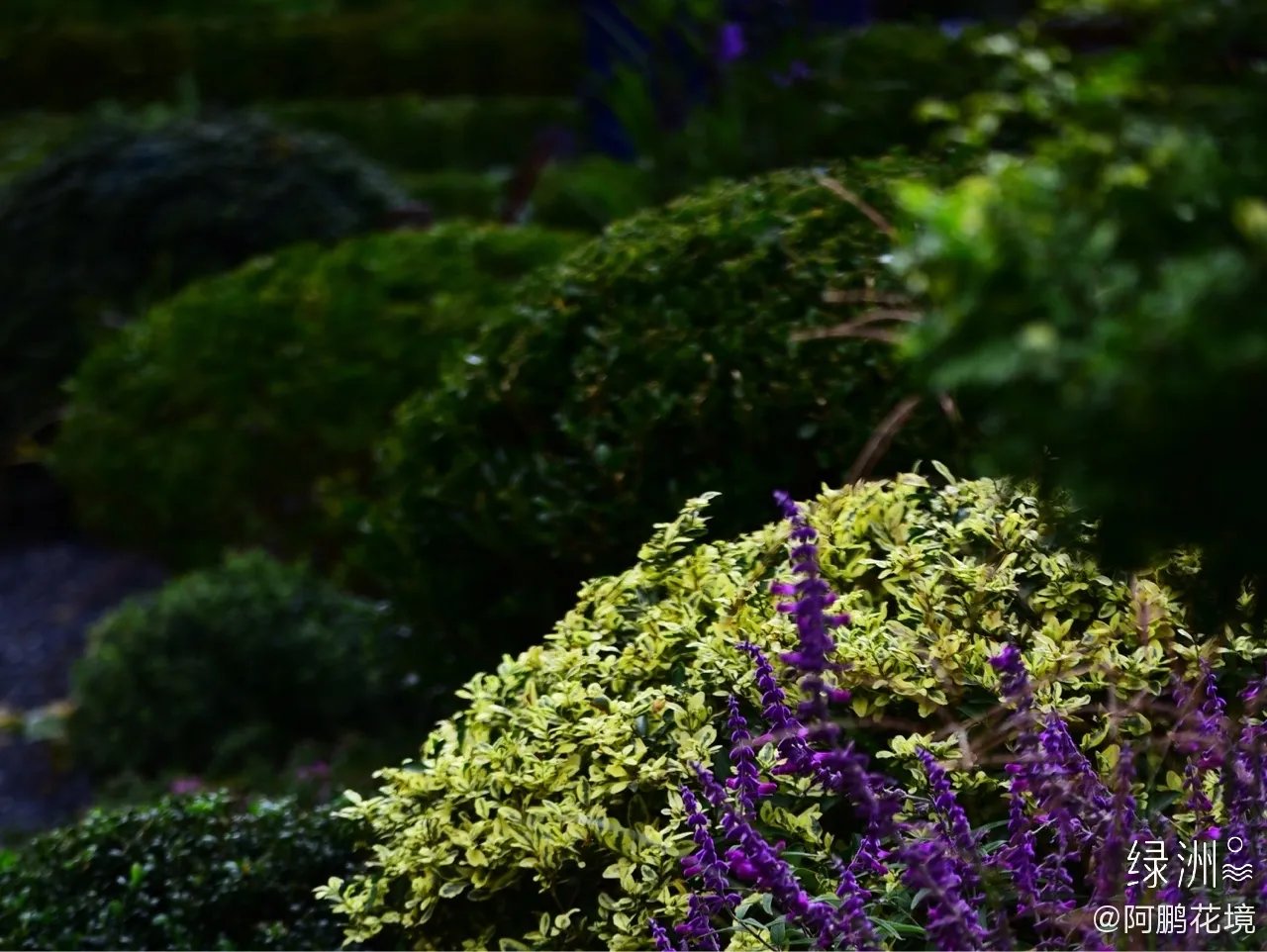 2019，从北京世园会湖南园花境到印象莫奈系列花境花园，从上...