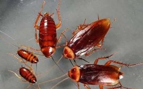 蟑螂被盖在锅盖下20天，蟑螂不吃不喝能活多久？