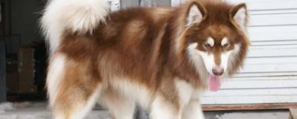 阿拉斯加犬好养吗