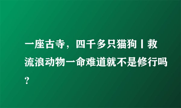 一座古寺，四千多只猫狗丨救流浪动物一命难道就不是修行吗？