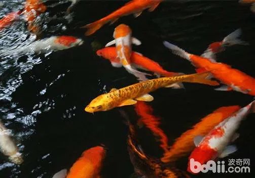 锦鲤鱼怎么养？