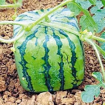 这种方形西瓜是怎么种出来的,好不好吃?