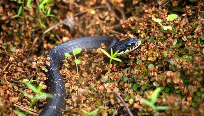 什么是冷血动物 冷血动物是什么