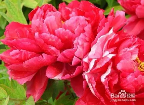 国庆节怎么画简单又漂亮