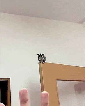 新冠病毒变异，是因为英国人吃蝙蝠和老鼠造成的吗？