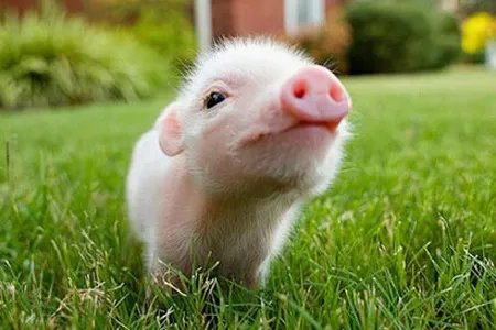 日本扑杀17万头猪的原因是什么？