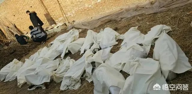 保定一老人卖房救助流浪狗，救助站不慎失火，为抢救狗狗烧伤半边脸，这个事你怎么看？