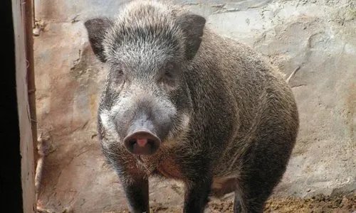 野猪肉该怎么做比较好吃，和普通猪肉哪个营养价值高？