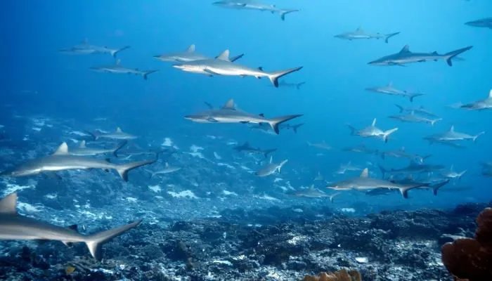 鱼有心脏吗 鱼有没有心脏