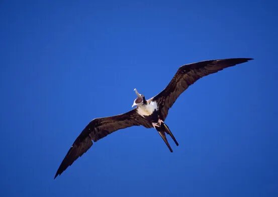 世界上飞得最快的鸟,飞行冠军“军舰鸟”(418公里/小时)