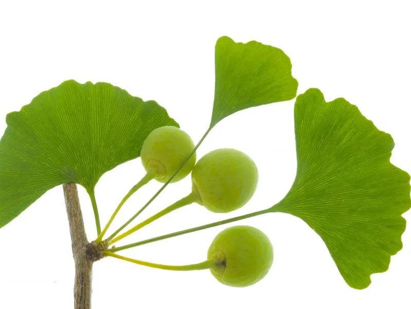 银杏有什么好处