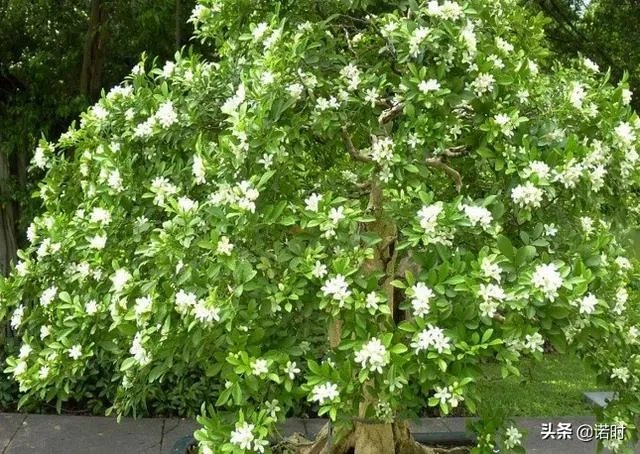 九里香怎么养？