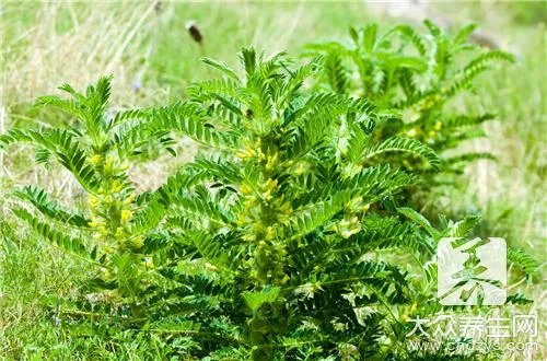 枸杞黄芪茶的功效有哪些