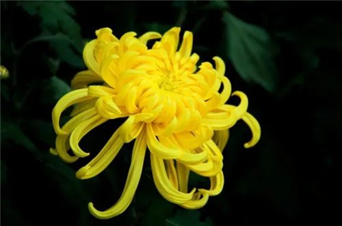 花中四君子指什么 花中四君子是哪四种