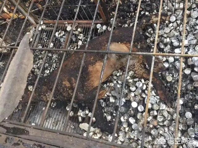 保定一老人卖房救助流浪狗，救助站不慎失火，为抢救狗狗烧伤半边脸，这个事你怎么看？