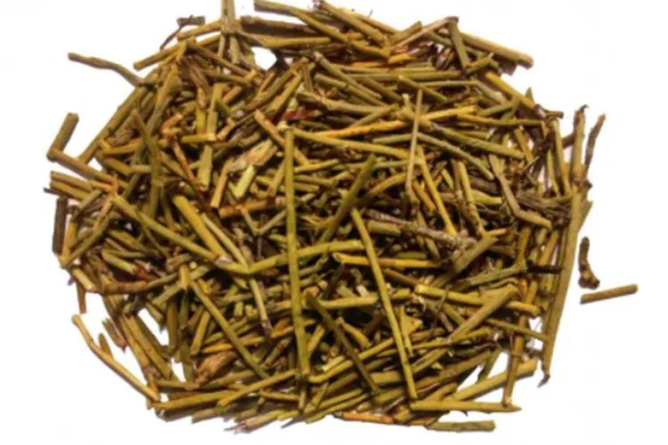 麻黄什么样子图片