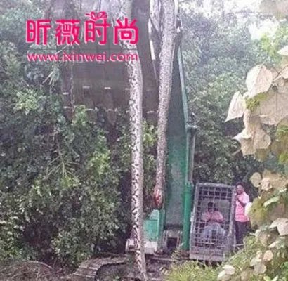 不可思议！广西竟挖出140岁蛇精全过程（图文）