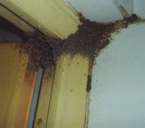 家庭如何灭白蚁