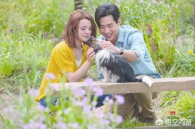 如何评价电影《一条狗的使命2》？