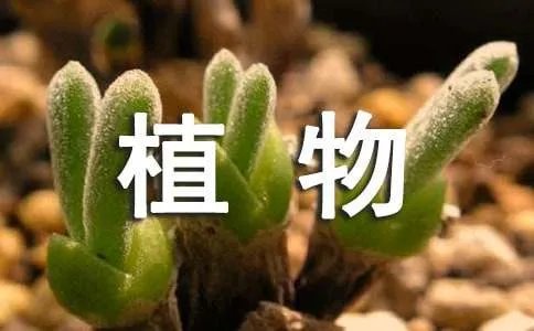 聆听植物的心声阅读练习题