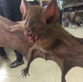 世界上最凶残的蝙蝠——猪脸大蝙蝠