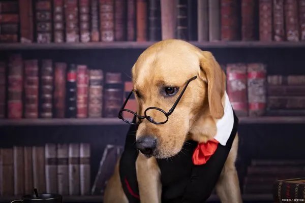 拉布拉多猎犬大家应该很熟悉这个犬种，拉布拉多怎么看纯不纯？