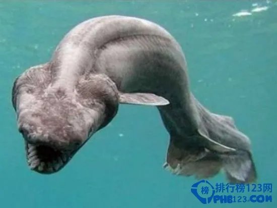世界上最恐怖的动物排行榜