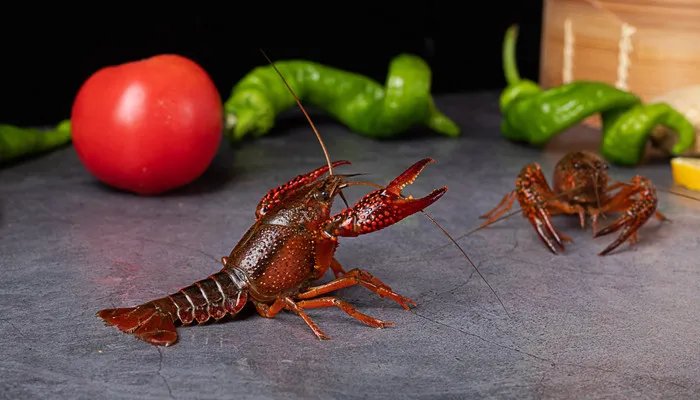 小龙虾怎么养殖 小龙虾的养殖方法