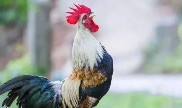 公鸡为什么会准时打鸣，有何依据？