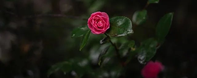 为什么说家里养海棠花不吉利