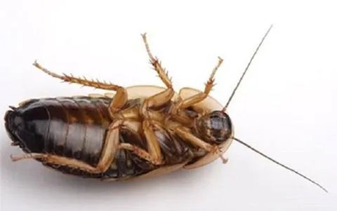 蟑螂被盖在锅盖下20天，蟑螂不吃不喝能活多久？