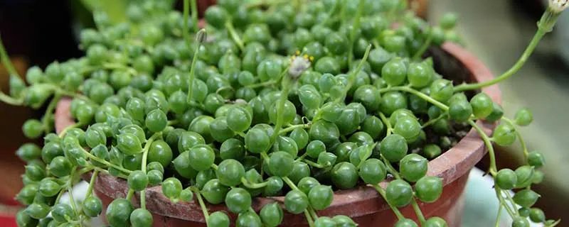 珍珠吊兰的养殖方法和注意事项 珍珠吊兰的养殖方法