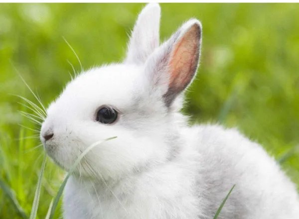 你觉得这兔子耳朵像什么呢（要恰当的比喻）